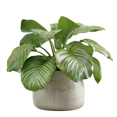 植物盆栽